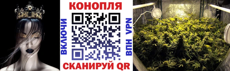 Каннабис сатива  закладки  Онега 